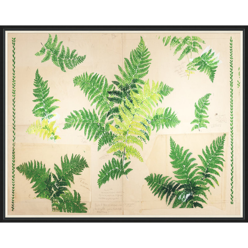 Fern Print by Paule Marrot, Black Framed, 43" H x 54" W x 1.25" D