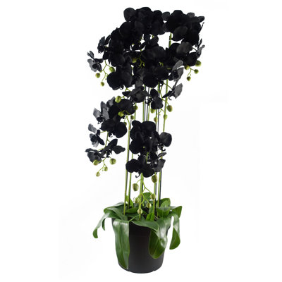 Anneus Arrangement in Pot