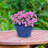 Berlina Round Imperial Ceramic Outdoor Planter - Blue - 15"-2096414549-2096375820