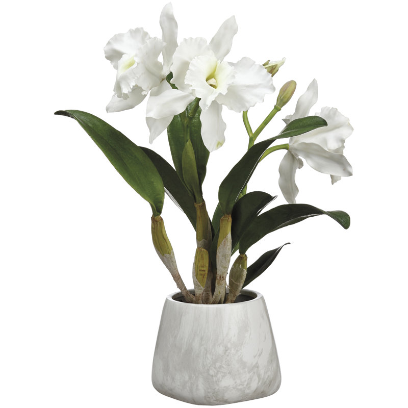 Plante florale en pot cattleya