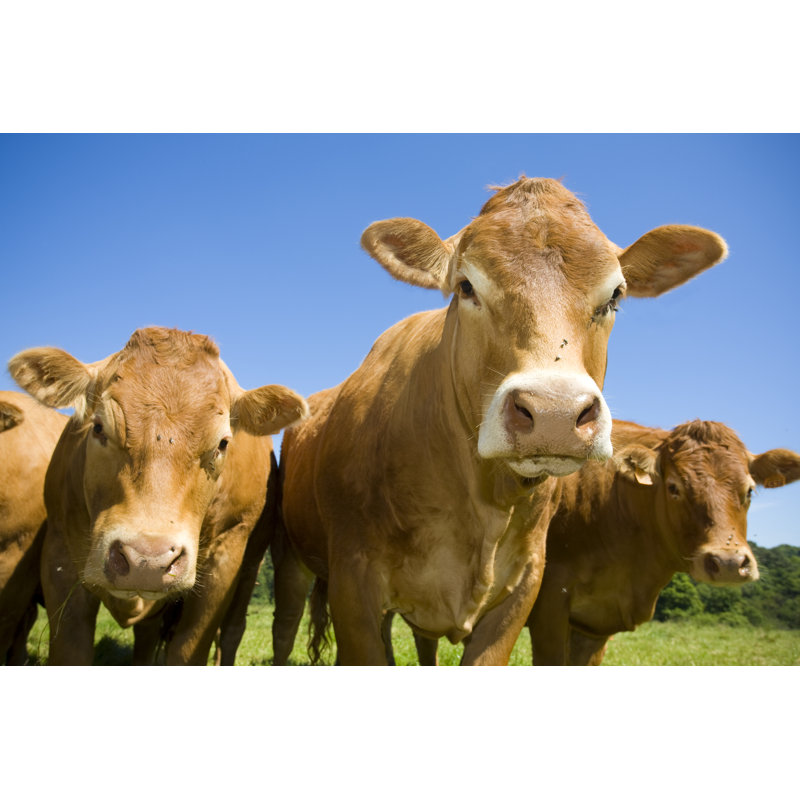 Herd Of Cows by Fanch - Wrapped Canvas Print, 30Cm H x 46Cm W