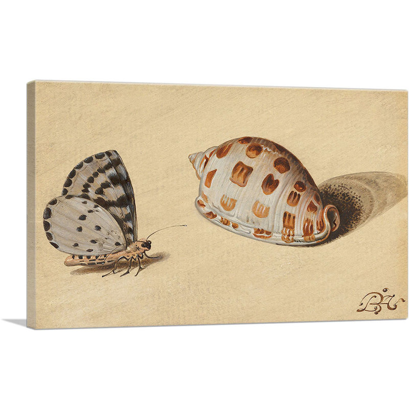 " An Arrowhead Blue Butterfly And A Scotch Bonnet Sea Shell " by Balthasar Van Der Ast, 18" H x 26" W x 0.75" D
