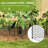 Garden Chicken Wire Cloche, 12" x 14" Plant Protectors from Animals, 4 Pack Metal Crop Cages to Keep Animals Out, Black