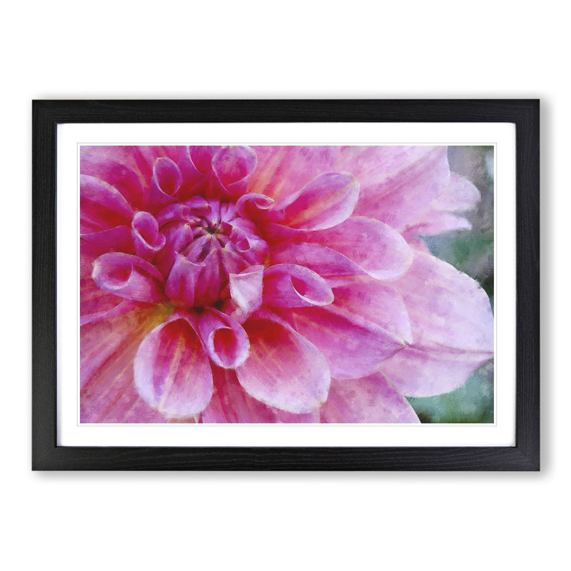 Pink Flower in Blossom - Framed Print, 27cm H x 36cm W x 2cm D, Black Framed