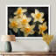 Jaune et noir, trompette d'espoir, jonquilles - jonquilles-441402936-441402939