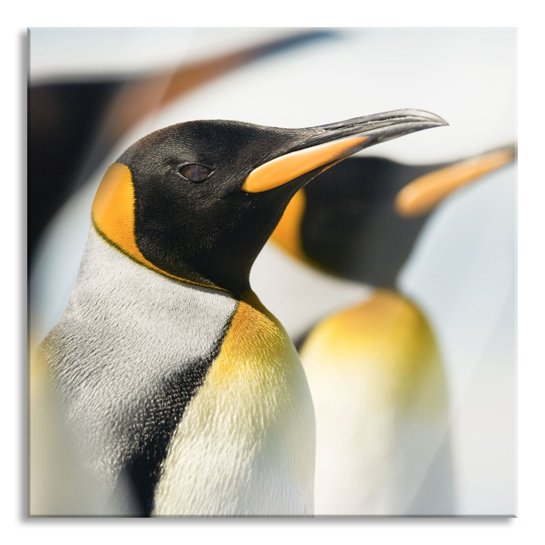 Glasbild Quadratisch | Wandbild Auf Echtglas | Pinguine |  Inkl. Aufhängung Und Abstandshalter