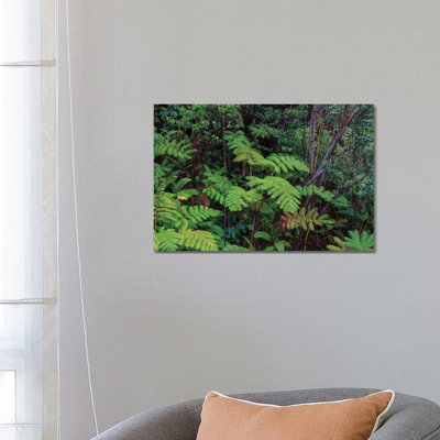 Thurston Lava Tube Trail, Hawaii Volcanoes National Park, Big Island, Hawaii by Stuart Westmorland - Wrapped Canvas Gallery-Wrapped Canvas Giclée