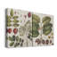 Exotic Botanique I - ensemble de 2 reproductions d'art sur toiles tendues-1139866344