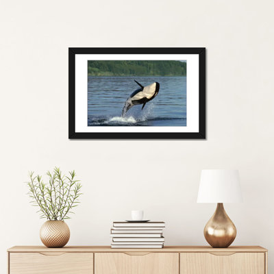 « orca violationing intérieur passage alaska », reproduction de photo sur toile