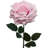20" Open Rose Stem - 4 Pack