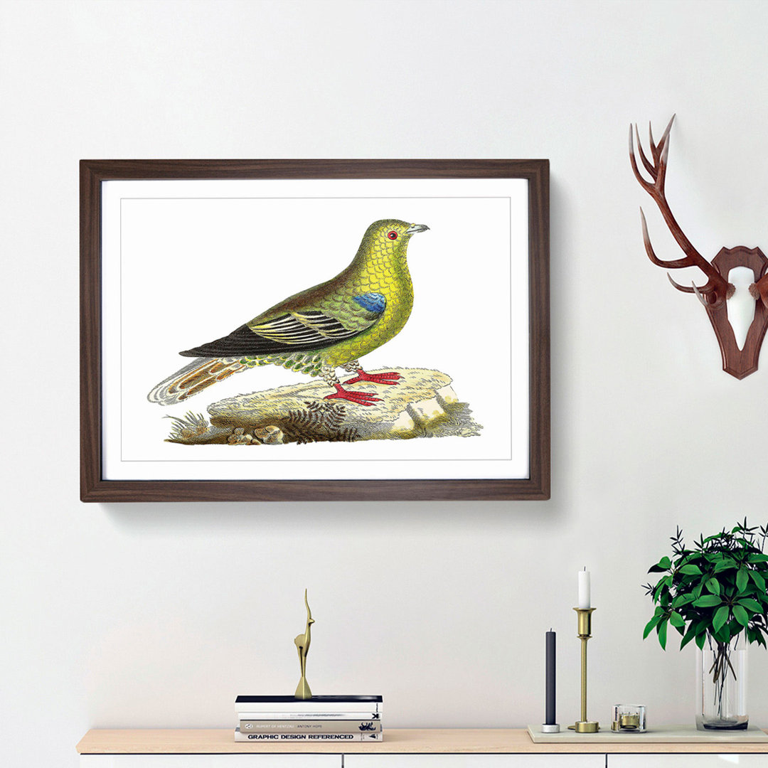 Madagascar Pigeon by George Shaw - Framed Print