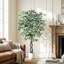 Ficus artificiel bordé de feuilles blanches panachées 5 pi 6 pi 7 pi avec pot à fleurs blanc réaliste pour décoration de bureau-1265027109-1268333253