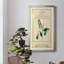 Linnaean Botany II - peinture encadrée-825604140-825604145