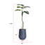 71,08 po plante-2096994780