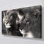 "Lion and Lioness" par Danita Delimont, reproduction sur toile-459002987