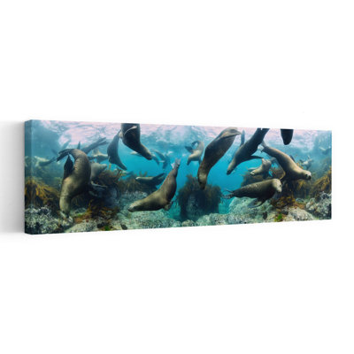 Playful Sea Lions Underwater 1 Piece Wrapped Canvas Panoramic Wall Art