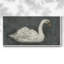 Cygne blanc / cygne noir II - Toile tendue avec châssis encadré - Prêt à être accroché-749184541-749184540