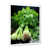 White Single Picture Framed