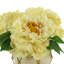 Lush Peonies in Pot