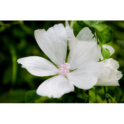 " White Musk Mallow "