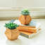 Ensemble de plantes succulent 2 pièces en pot