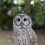 Barred Owl on branch | Handcrafted Decorative Bird Statue for Home & Garden | Premium Polyresin, Weather-Resistant Indoor/Outdoor Decor-651025577