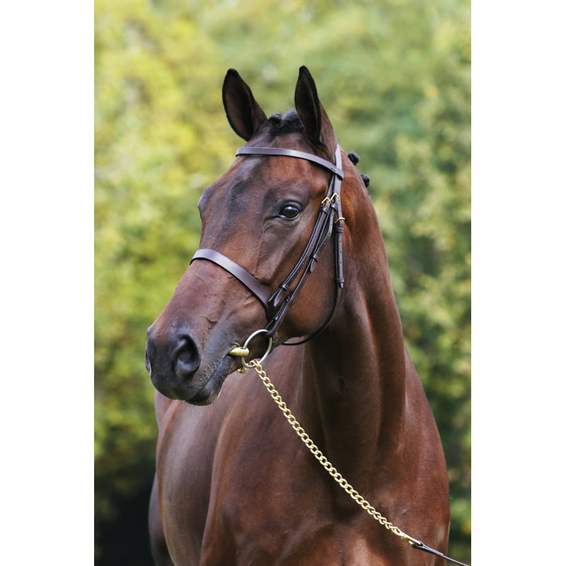 Portrait of a beautiful mare, 30cm H x 20cm W