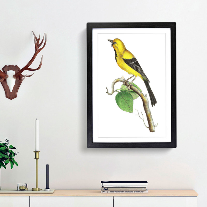 Lesser Banana-Bird by George Shaw - Framed Print, 48cm H x 36cm W x 2cm D, Black Framed