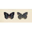 Flutter 4 Print by Todaro, Katie