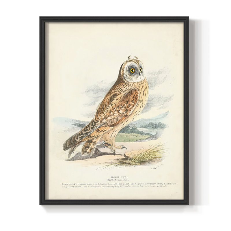 Hawk Owl Framed Print - Solid Wood, 11" H x 9" W, Black