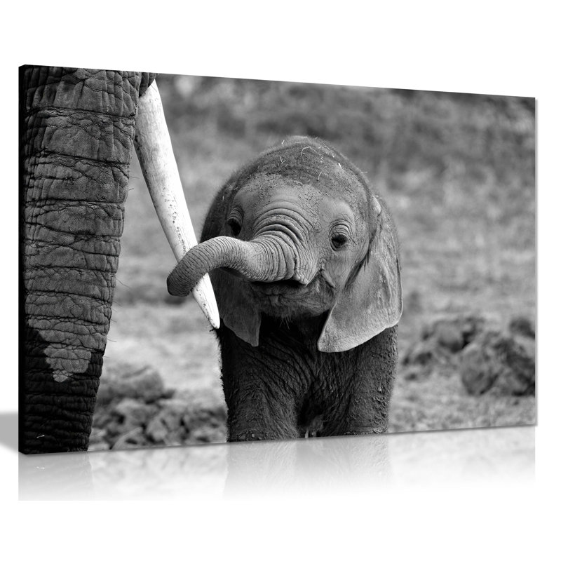Baby Elephant Holding Mother's Tusk Close Up - Wrapped Canvas Print, 61cm H x 91cm W x 1.8cm D