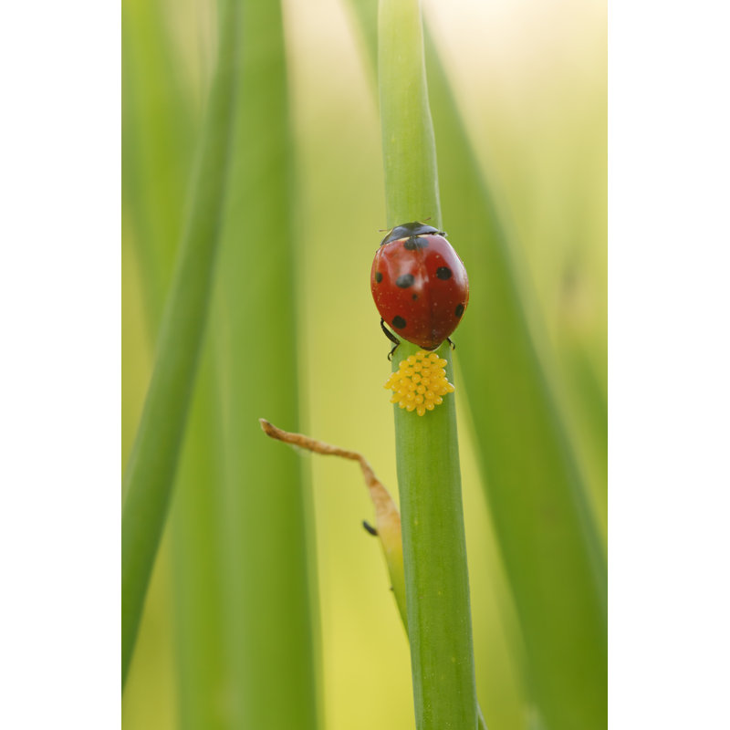 Mentasta Ladybug - Wrapped Canvas Print, 76cm H x 51cm W x 3.8cm D