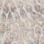 Tapis beige / gris Laleia-732168040