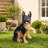 Outdoor Dog Statue