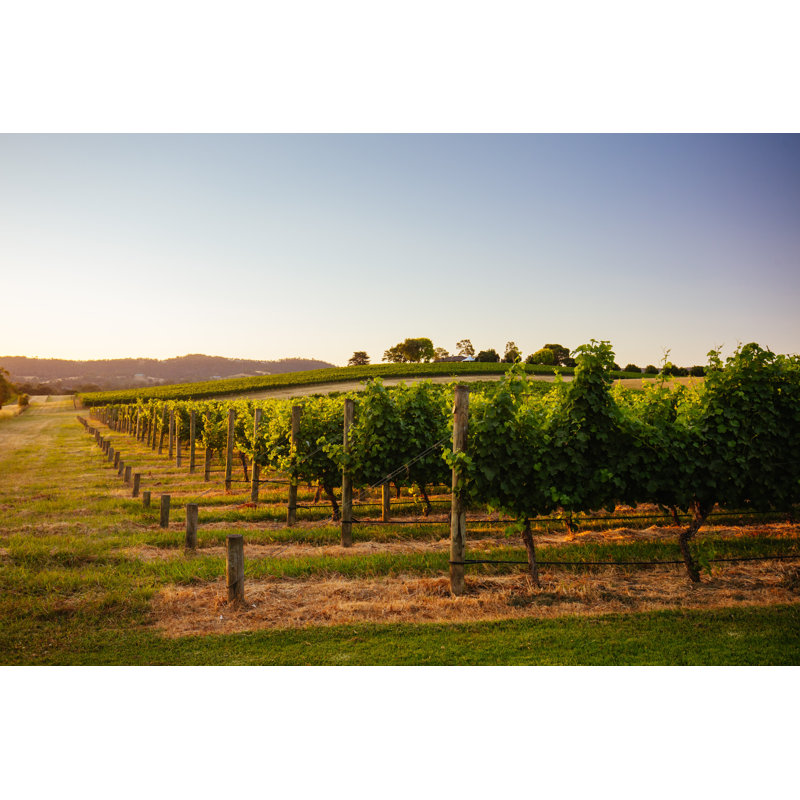 Komal Yarra Valley Vineyard - Wrapped Canvas Print, 51cm H x 76cm W 3.8cm D