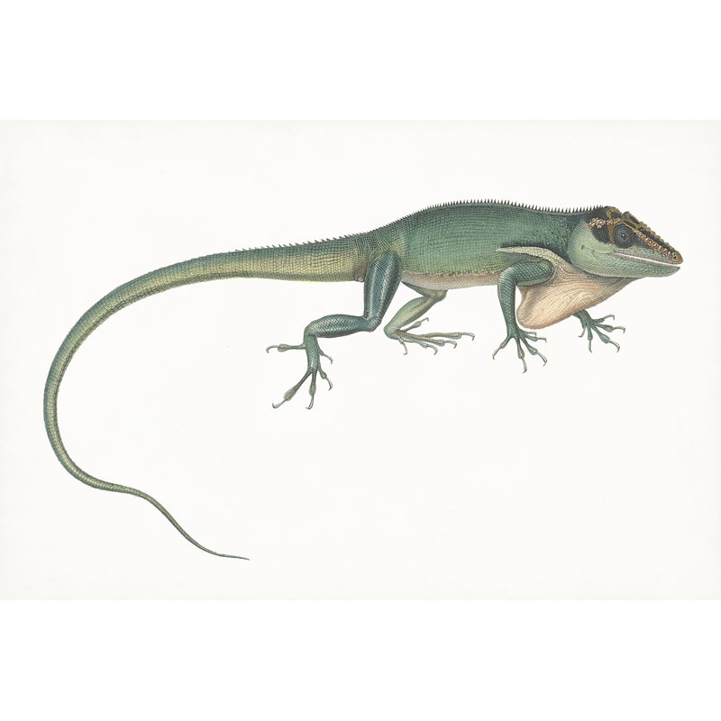 Antique Chameleon - Painting, 81cm H x 122cm W, Black Floater Framed