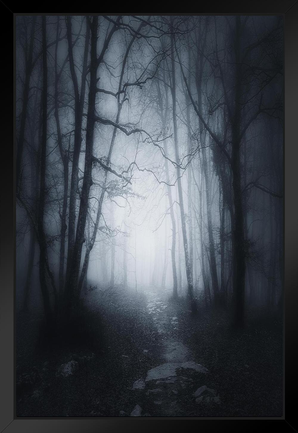 spooky forest path