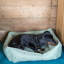 Norwood Polyester Pet Bed-2115414340
