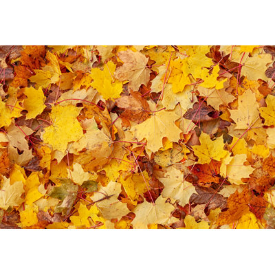 Autumn Leaves by Rusm