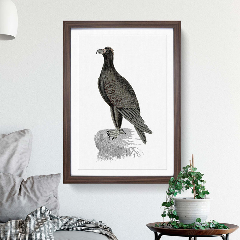 Mountain Eagle Illustration - Framed Print, Walnut Framed, 48cm H x 36cm W x 2cm D