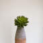 Sharpe 8" Tall Artificial Succulent