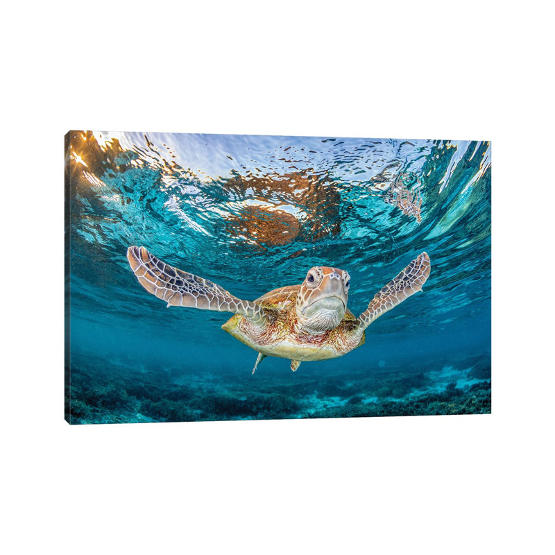 Fly With Me by Jordan Robins - Wrapped Canvas Print, 20.32 cm H x 30.48 cm W