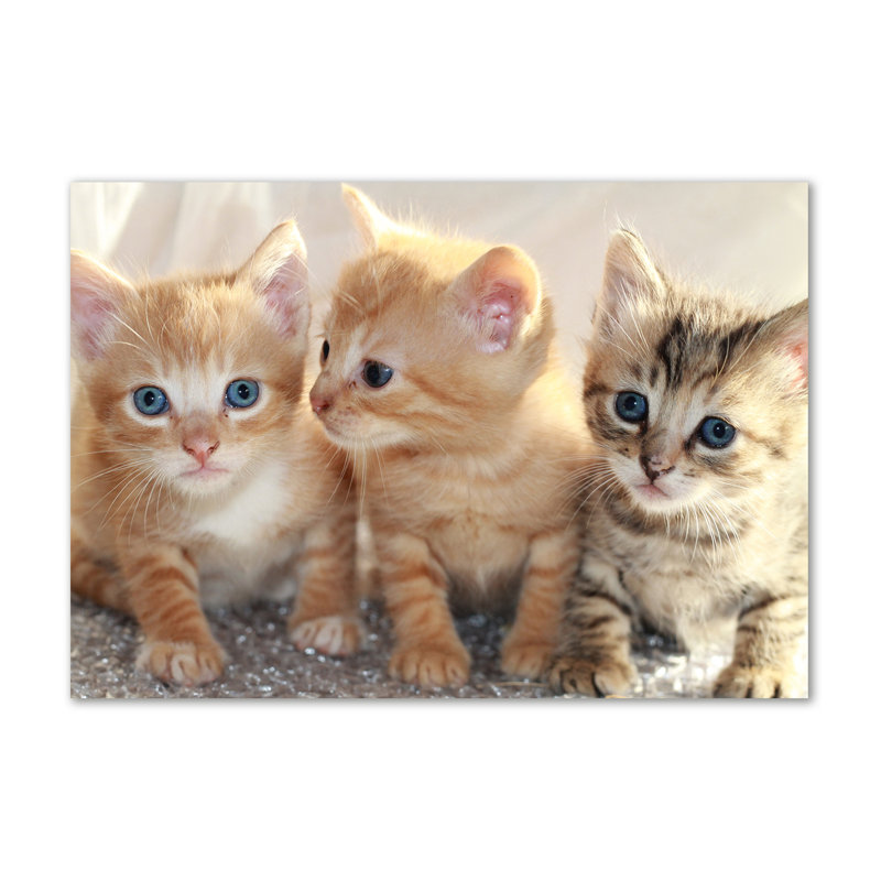 Small Cats - Wrapped Canvas Print