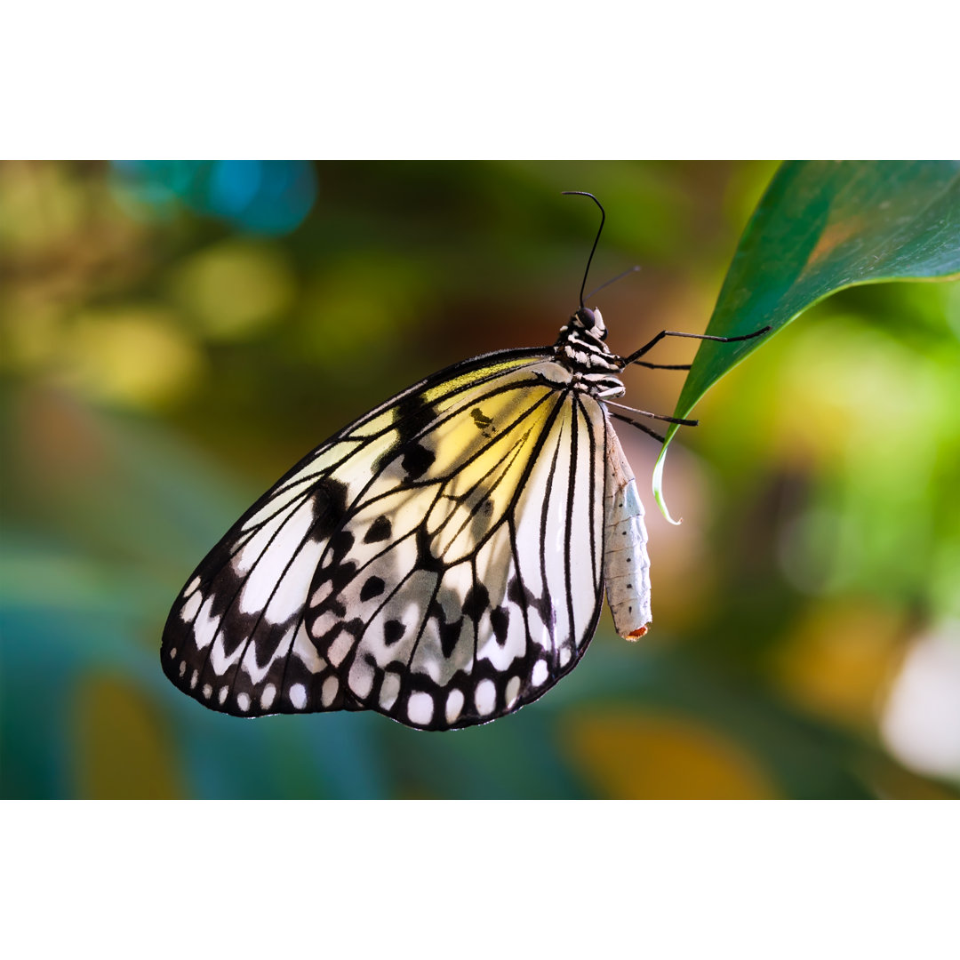 Schmetterling - Ohne Rahmen Kunstdrucke auf Leinwand