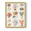 «Coral & Shell Collage I», reproduction encadrée - bois massif-1654004517