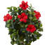 Plante florale 43" hibiscus