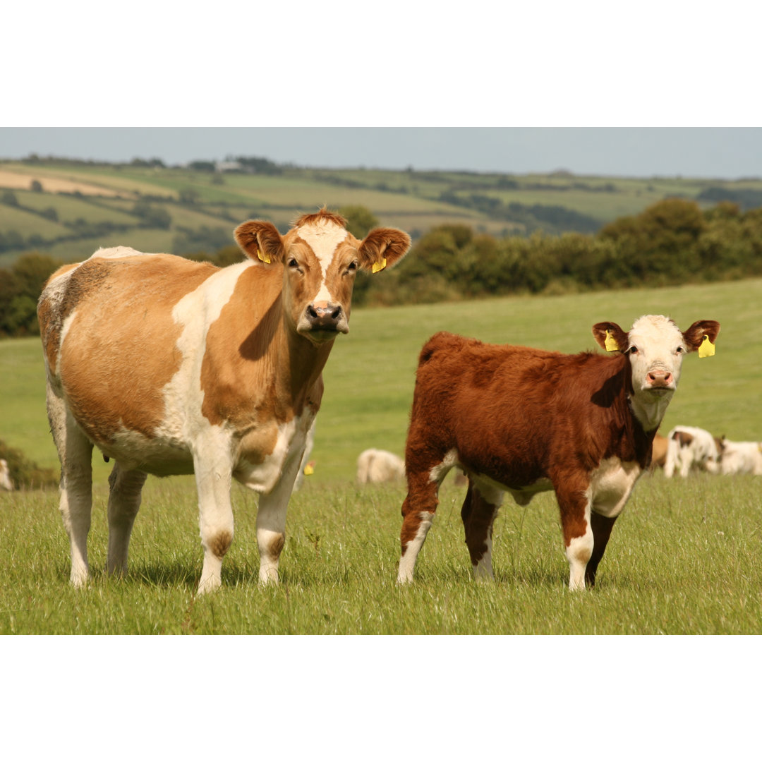 Cow And Calf by Kolo5 - Wrapped Canvas Print