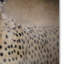 «The Cheetah», impression sur toile tendue Vidur-22075656