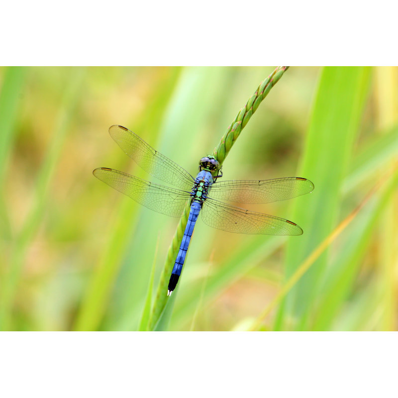Bansington Dragonfly by Heather Pennington - Wrapped Canvas Print, 61cm H x 91cm W x 3.8cm D
