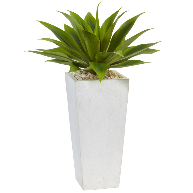 Agave Silk Plant in White Planter
